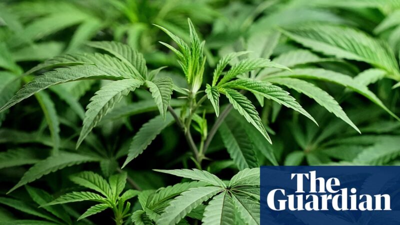 Cannabis stocks soar after Trump shares video promoting drug’s use for seniors | Cannabis