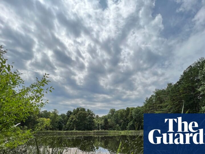 Ohio’s sole national forest could be wiped out as Trump targets land for logging | Ohio