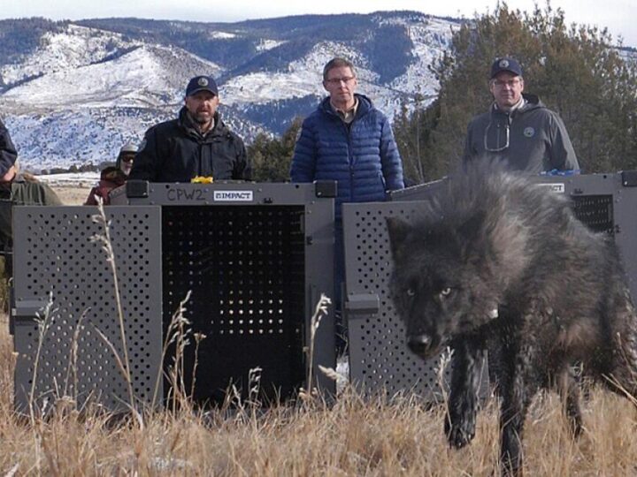 Trump administration tells Colorado wolves must come from U.S., not Canada