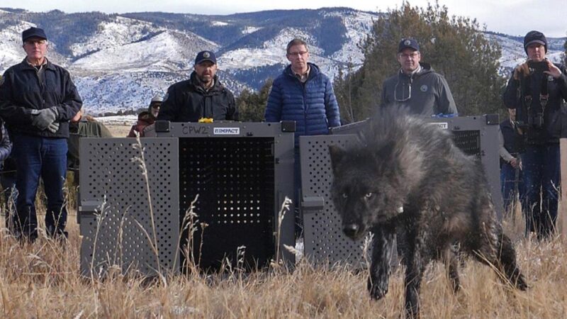 Trump administration tells Colorado wolves must come from U.S., not Canada