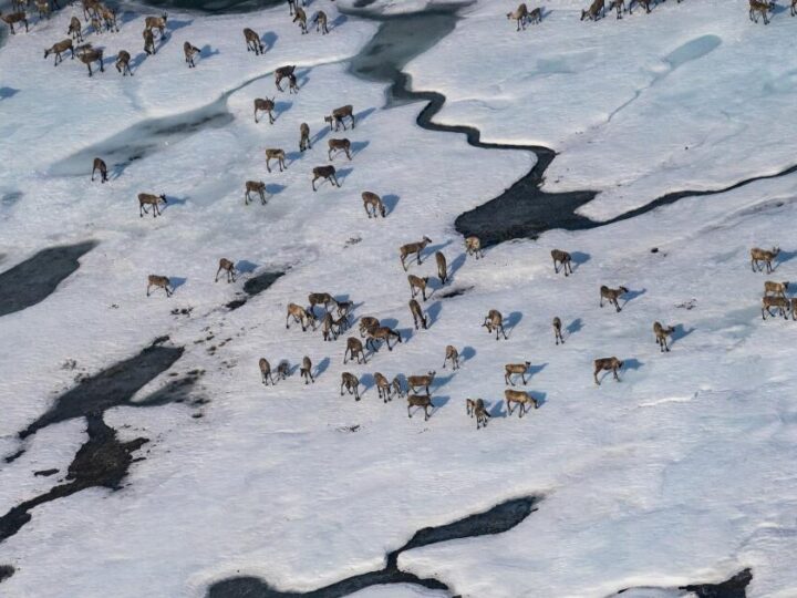 Trump reopens Alaska’s Arctic National Wildlife Refuge to oil drilling