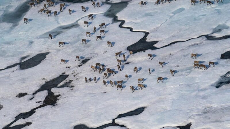 Trump reopens Alaska’s Arctic National Wildlife Refuge to oil drilling