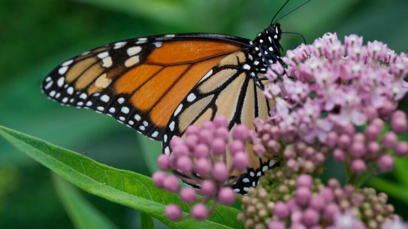 Trump administration revives rollbacks of species protections from first term