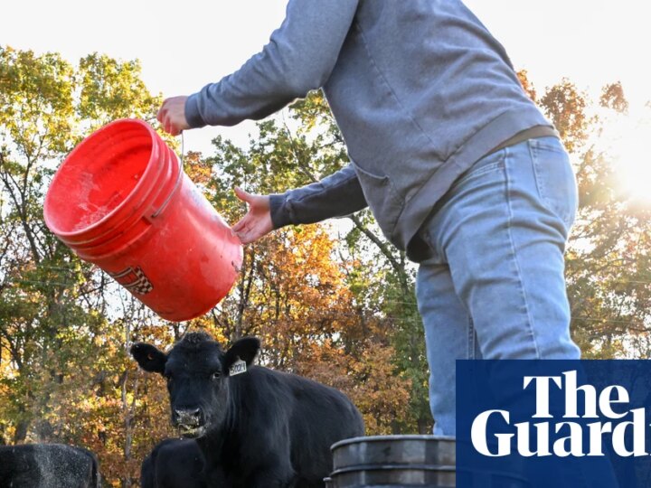 US farmers say Trump’s $12bn package not enough to undo damage from tariffs | Business