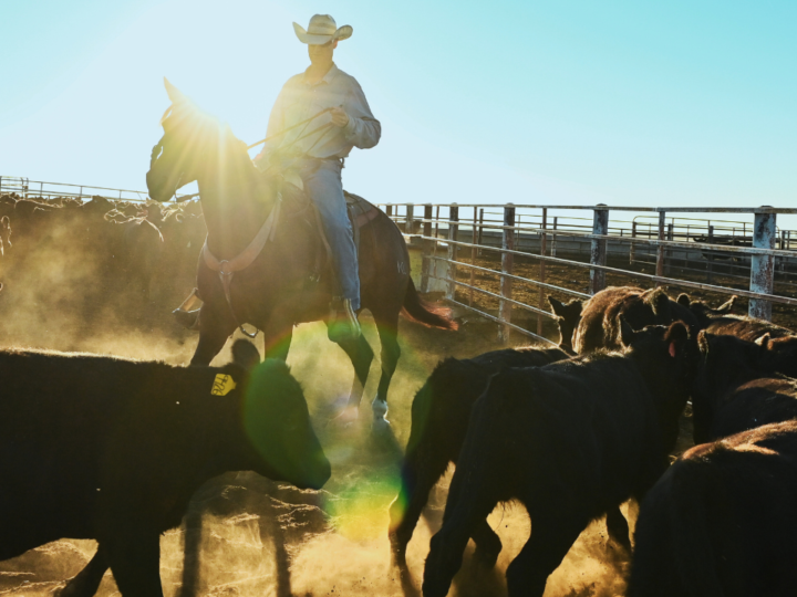 Texas cattle rancher welcomes Trump’s renewed focus on profit margins