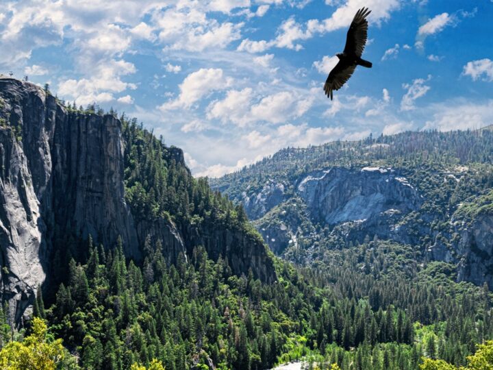 National parks removing non-compliant merchandise items under Trump order